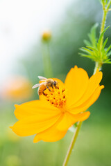 コスモスの花と蜂