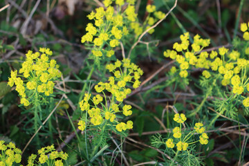 Cypress spurge yellow flowers in the meadow. Euphorbia cyparissias plant in bloom
