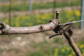 Vine plants with fresh new buds on springtime on a sunny day. Close-up of Vitis vinifera