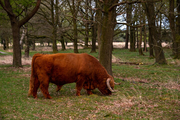 wild cow grazing in Groote zand in Drenthe.