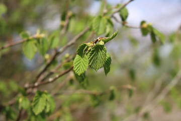 Common hazel tree with fresh new leaves on a sunny day. Corylus avellana tree on springitme