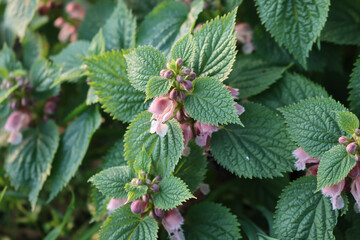 False nettles in bloom on springitme  with many pink flowers. Lamium maculatum