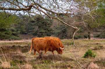 wild cow grazing in Groote zand in Drenthe.