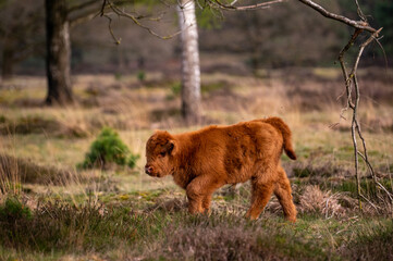 wild cow grazing in Groote zand in Drenthe.
