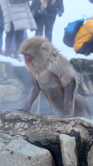 Obraz premium Snow monkey soak in hot springs in Japan