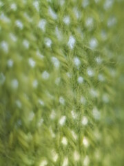 Wełna kolorowa oka makro