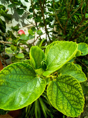 Nature Wallpaper | Background | Flora & Fauna | Flower | Forest |  Jungle | Three | Sky | Clouds | Birds in Sky