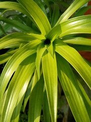 Obraz premium Nature Wallpaper | Background | Flora & Fauna | Flower | Forest | Jungle | Three | Sky | Clouds | Birds in Sky