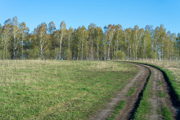 Fototapeta na wymiar Field dirt road among fields and young growth of birches under low thunderclouds. Travel concept by bike or on foot