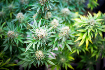 THC boosted Cannabis plant growing in indoor LED farm greenhouse, ready to be harvest