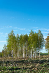 Young birch trees at the edge of a field on a spring day