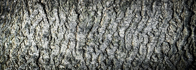 Old and weathered bark of tree