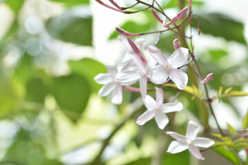 Obraz premium ジャスミンの花 