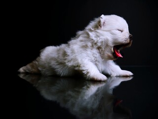 white Pomeranian mini puppy sleepy