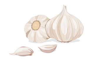 Isolated garlic whole object and some portion on white background. Food ingredient realistic drawing vector illustration. Close up vector garlic.