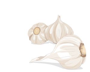 Isolated three garlic whole body on white background. Traditional medicine for improve immune and seasoning vector illustration. 