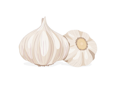 Isolated garlic whole object on white background. Food ingredient realistic drawing vector illustration. Close up vector garlic.