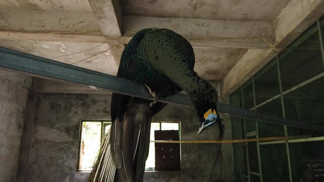 Peacock in a concrete cage at Win Sein Taw Ya Pagoda Mawlamyine in Myanmar. 