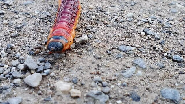 Larva, caterpillar of a goat moth crawling on gravel. Close up of that insect. Cossus cossus red and yellow colors