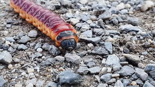 Larva, caterpillar of a goat moth crawling on gravel. Close up of that insect. Cossus cossus red and yellow colors