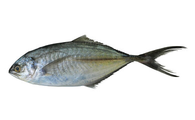 Jack or Trevallie or Kingfish fish isolated on white background,  Saltwater fish species in Thailand 