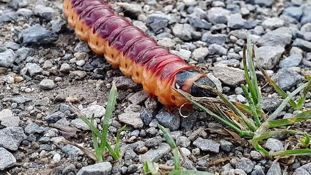 Larva, caterpillar of a goat moth crawling on gravel. Close up of that insect. Cossus cossus red and yellow colors
