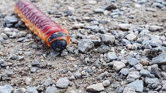 Larva, caterpillar of a goat moth crawling on gravel. Close up of that insect. Cossus cossus red and yellow colors