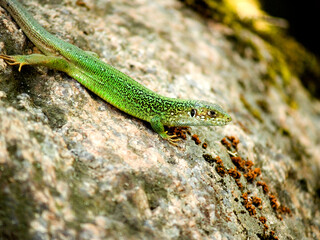 lizard on the rock
