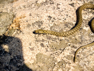 snake on the ground