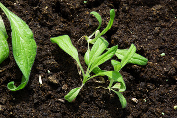 new green echium vulgare in dirt or soil Growing concept
