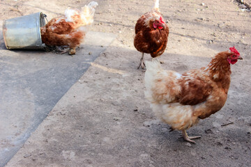 Red chicken walking in paddock. Ordinary red rooster and chickens looking for grains while walking in paddock on farm