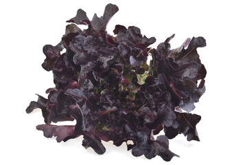Red oak leaf lettuce isolated on white background