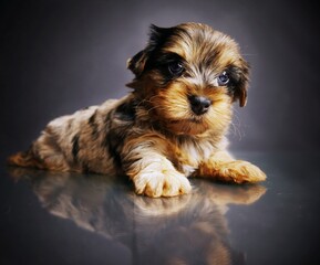 yorkshire terrier puppy