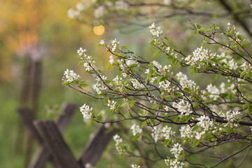 spring in the garden