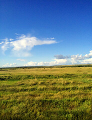 Beautiful green grass field with blue cloudy sky