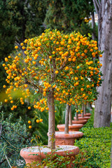 A row of mandarin trees in a beautiful garden set
