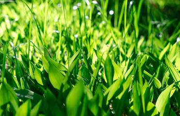 White lily of the valley flowers in the forest in a glade in the rays of sunlight. Green meadow in the spring. 