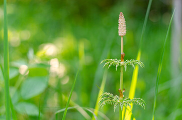 White lily of the valley flowers in the forest in a glade in the rays of sunlight. Green meadow in the spring. 