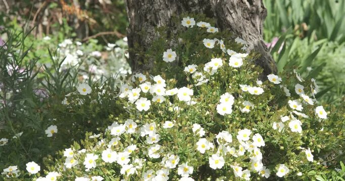 Bush with Cistus flowers blown by the wind.Wild plant used in the Mediterranean gardens of Liguria.  