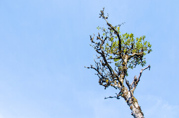 A tree in the sky background