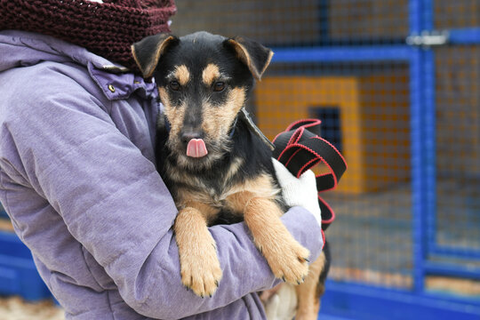 the puppy is taken home from the animal shelter