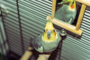 Beautiful Cockatiel Nymphicus hollandicus parrot in a cage