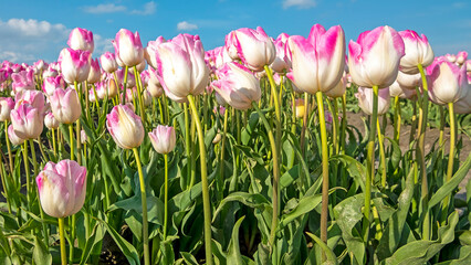 Blossoming pink tulips in the countryside from the Netherlands