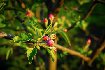 Pink apple buds on a branch with green leaves. 