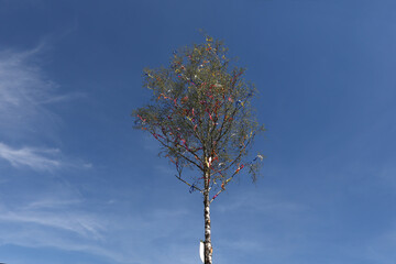 A traditional Maypole with colored ribbons on blue background