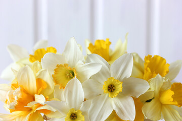 Fototapeta na wymiar floral light background, yellow garden daffodils.