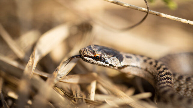 Schlingnatter im Moor