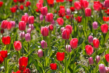 bunt blühendeTulpen,  (Tulipa), Blumenbeet, Deutschland