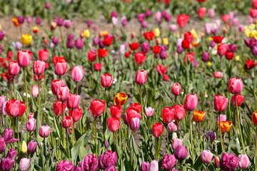 bunt blühendeTulpen,  (Tulipa), Blumenbeet, Deutschland