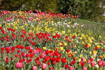 bunt blühendeTulpen,  (Tulipa), Blumenbeet, Deutschland